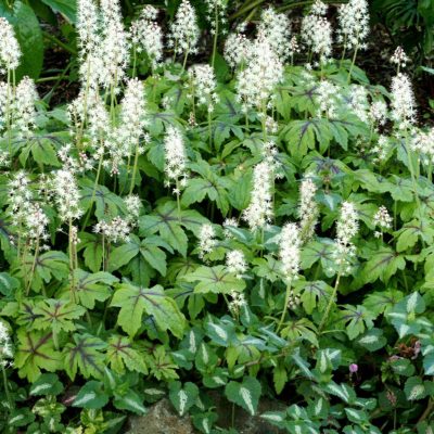 Tiarella 'Jeepers Creepers'