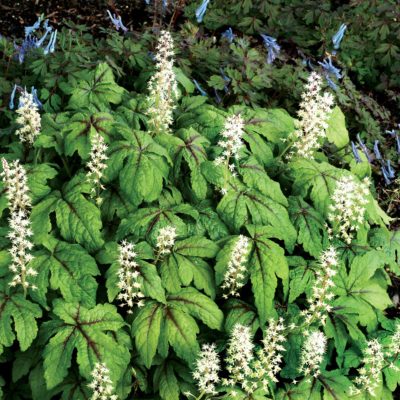 Tiarella 'Jeepers Creepers'