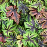 Tiarella 'Jeepers Creepers'