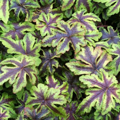 Tiarella 'Jeepers Creepers'