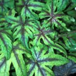 Tiarella 'Jeepers Creepers'