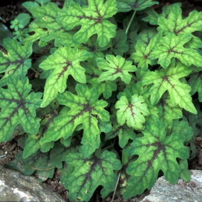 Tiarella 'Mint Chocolate'