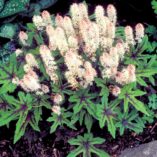 Tiarella 'Mint Chocolate'