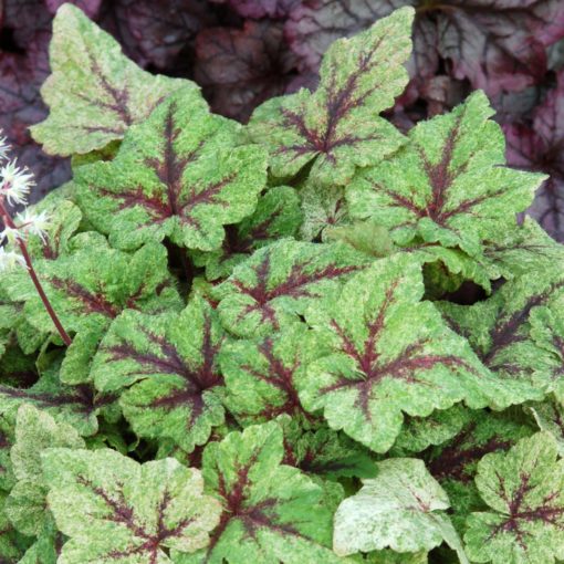 Tiarella 'Mystic Mist'