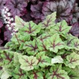 Tiarella 'Mystic Mist'