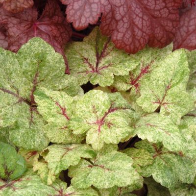 Tiarella 'Mystic Mist'