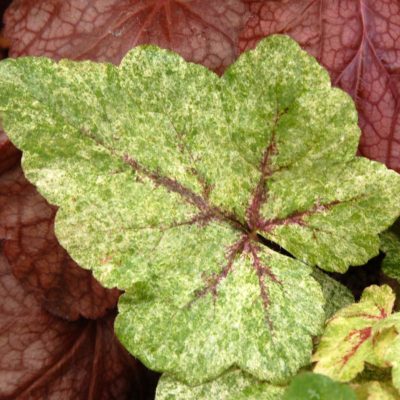 Tiarella 'Mystic Mist'