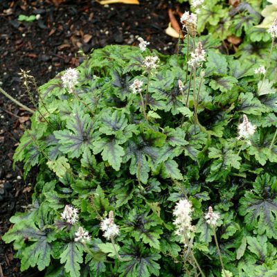 Tiarella 'Neon Lights'