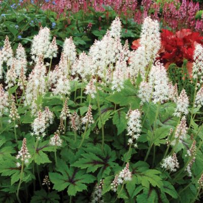 Tiarella 'Neon Lights'