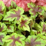 Tiarella 'Neon Lights'