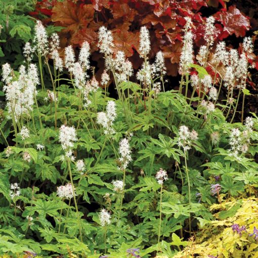 Tiarella 'Oregon Trail'