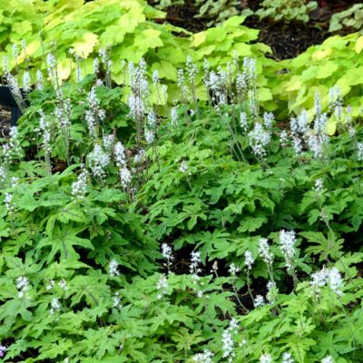 Tiarella 'Oregon Trail'