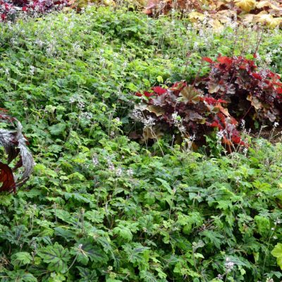 Tiarella 'Oregon Trail'