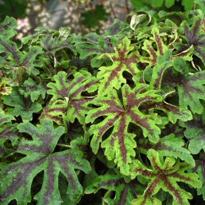 Tiarella 'Oregon Trail'