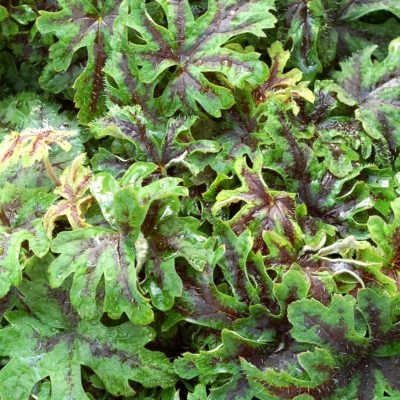 Tiarella 'Oregon Trail'