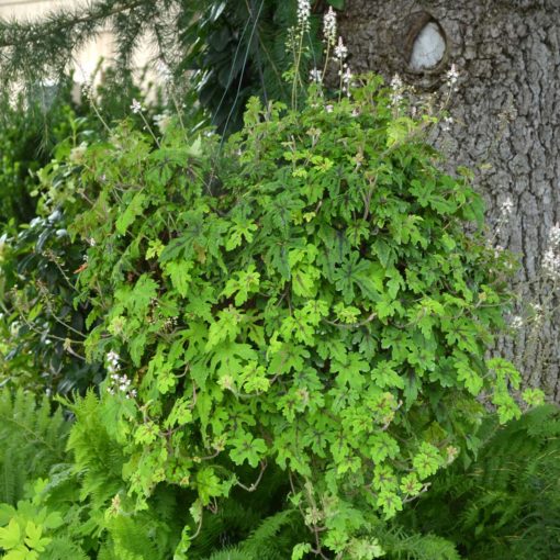 Tiarella 'Pacific Crest'