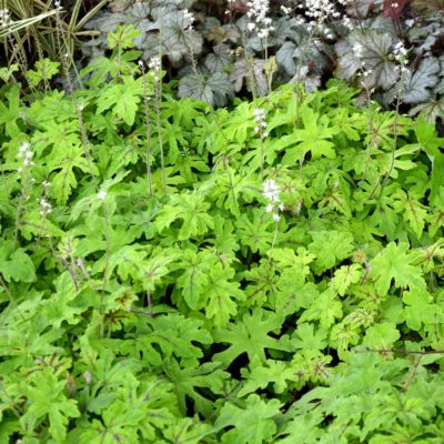 Tiarella 'Pacific Crest'