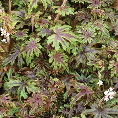 Tiarella 'Pacific Crest'