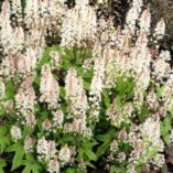 Tiarella 'Pink Bouquet'