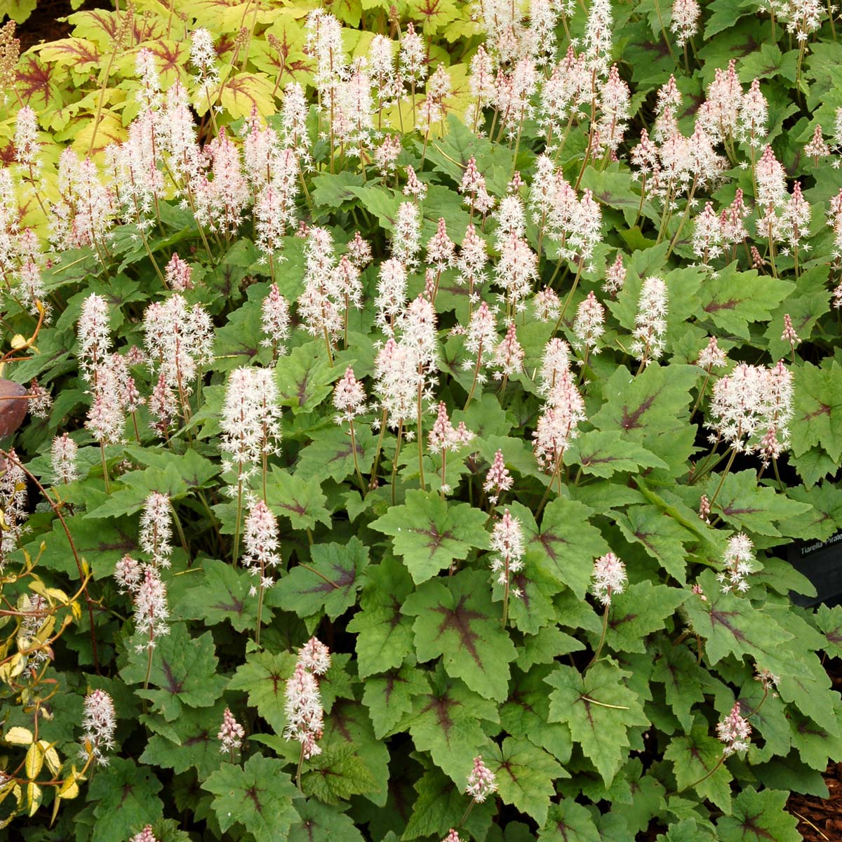 Tiarella 'Pirate's Patch'