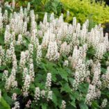 Tiarella 'Pirate's Patch'