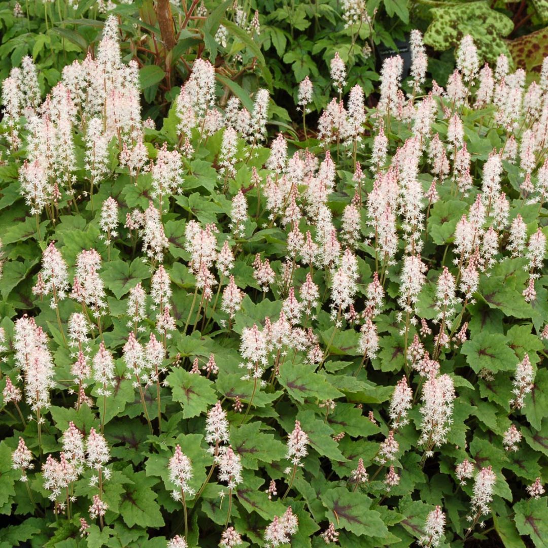 Tiarella ‘Pirate’s Patch’ TERRA NOVA® Nurseries, Inc.