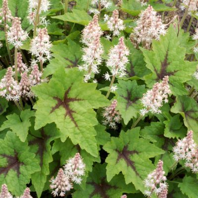 Tiarella 'Pirate's Patch'