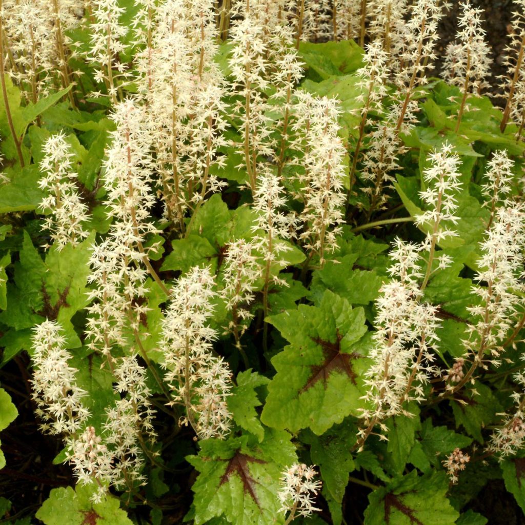 Tiarella ‘Pirate’s Patch’ TERRA NOVA® Nurseries, Inc.