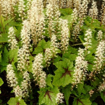 Tiarella 'Pirate's Patch'