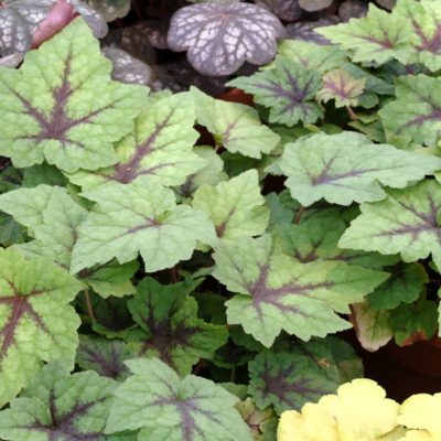 Tiarella 'Pirate's Patch'