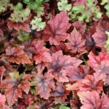 Tiarella 'Pirate's Patch'