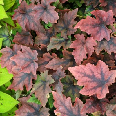 Tiarella 'Pirate's Patch'