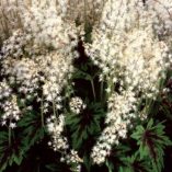 Tiarella 'Sea Foam'