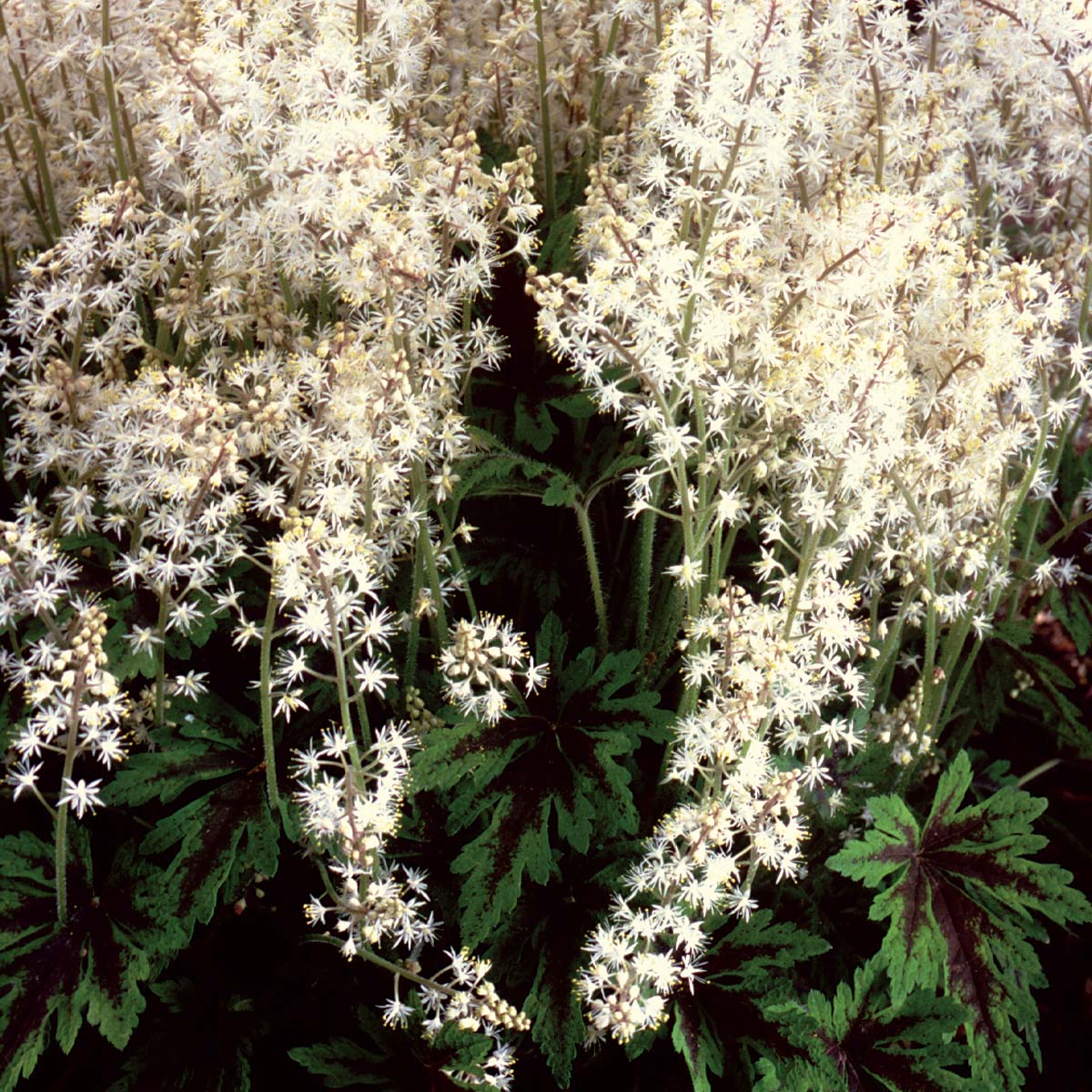 Tiarella 'Sea Foam'