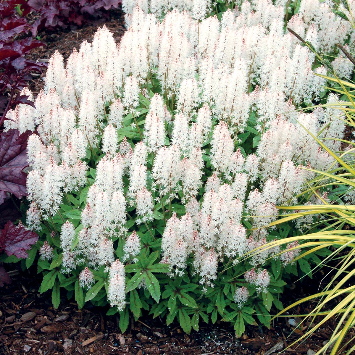 Tiarella 'Spring Symphony'