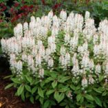 Tiarella 'Spring Symphony'