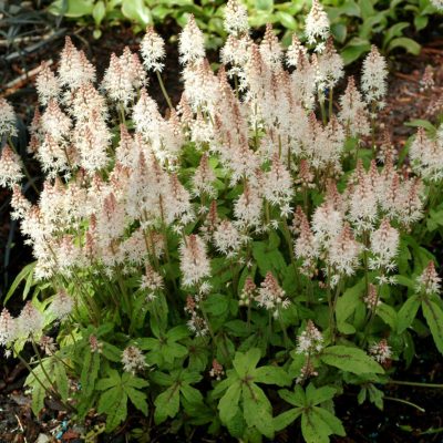 Tiarella 'Spring Symphony'