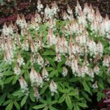 Tiarella 'Spring Symphony'