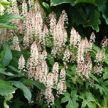 Tiarella 'Spring Symphony'