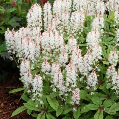 Tiarella 'Spring Symphony'