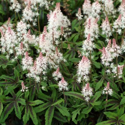 Tiarella 'Spring Symphony'