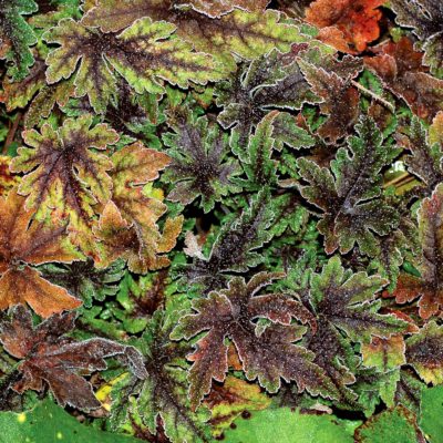 Tiarella 'Spring Symphony'