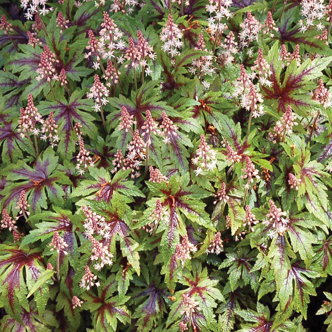 Tiarella ‘Sugar and Spice’ | TERRA NOVA® Nurseries, Inc.