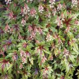 Tiarella 'Sugar and Spice'