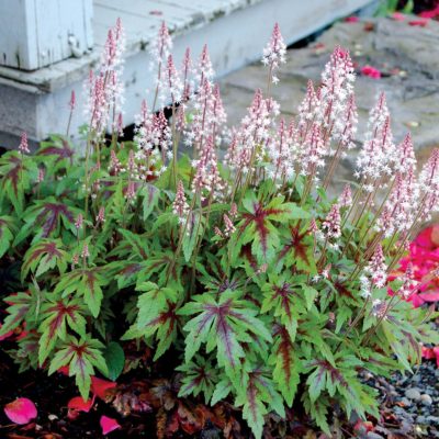 Tiarella 'Sugar and Spice'