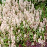 Tiarella 'Sugar and Spice'