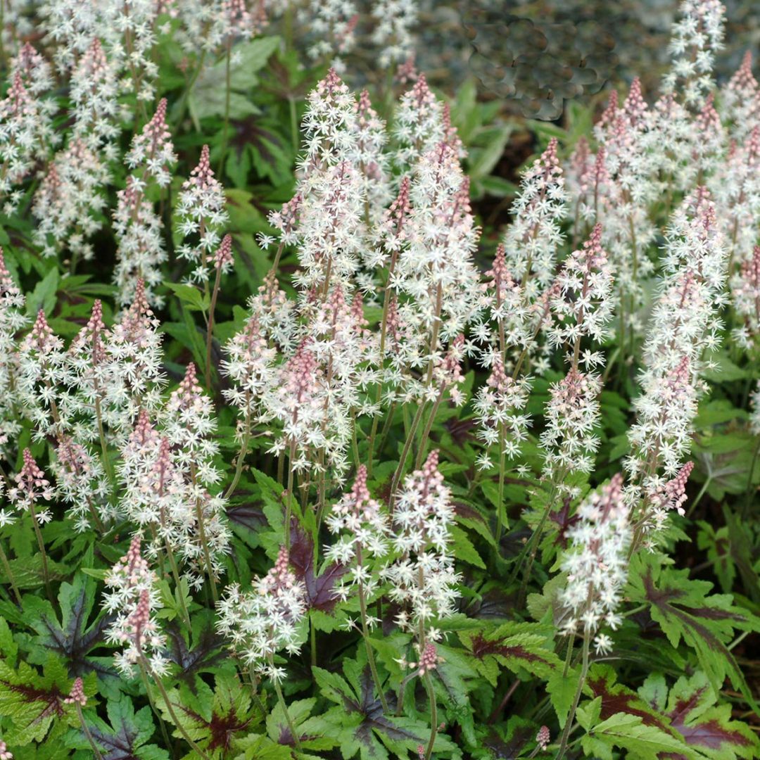 Tiarella ‘Sugar and Spice’ | TERRA NOVA® Nurseries, Inc.