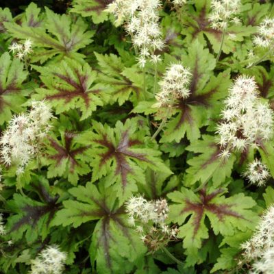 Tiarella 'Sugar and Spice'