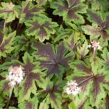 Tiarella 'Sugar and Spice'