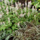 Tiarella 'Sugar and Spice'